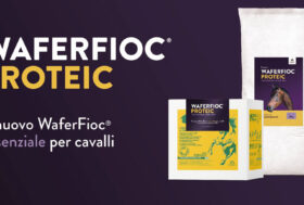 Guidolin Horses presenta WAFER FIOC® PROTEIC