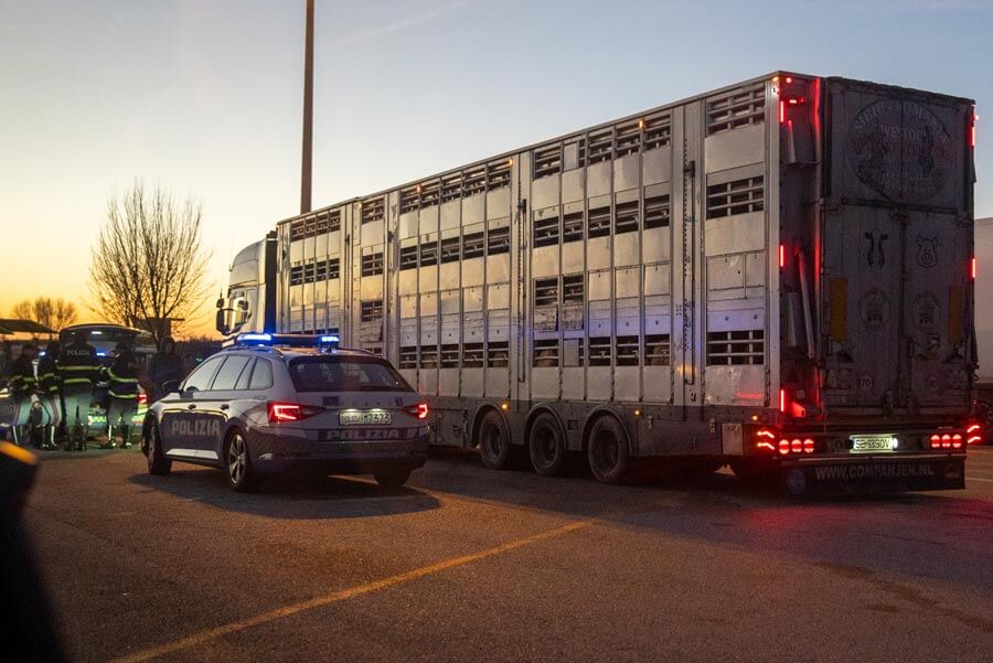 Trasporto animali, caso gravissimo, sanzionato camion per 10 mila euro - Il  Portale del Cavallo