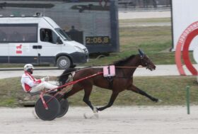 All’Ippodromo SNAI LA MAURA di Milano protagonista della domenica di trotto Eagle Prav che vince la corsa con più dotazione, il premio Red Chief