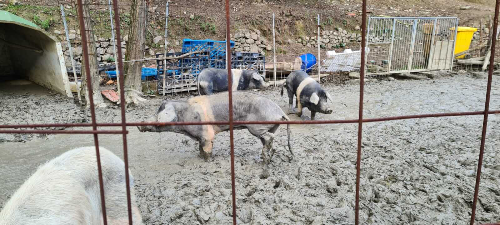 Genova, 69 animali abbandonati e affamati: intervengono le Guardie Zoofile