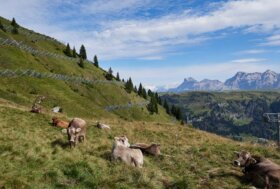 Nasce il Presidio Slow Food dei prati stabili e dei pascoli