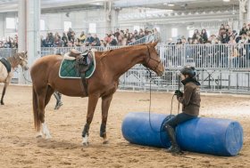 FIERACAVALLI || Benessere del cavallo e mondo americano in scena a Verona dal 7 al 10 novembre