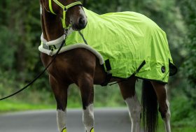 Autunno 🐴🐕🐈 consigli e Accorgimenti per Cavalli Cani e Gatti