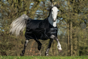 Weekend di Gelo: Pronto con le Coperte per Cavalli 🐴 e i Cappottini per Cani 🐩 ?