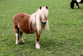 Catania, due pony in una stalla abusiva: denunciato macellaio