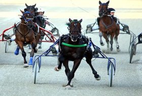 Venerdì Montegiorgio celebra i grandi padri del trotto: Maharajah, Nad Al Sheba, Varenne, Face Time Bourbon, Ringostarr Treb, Napoleon Bar,